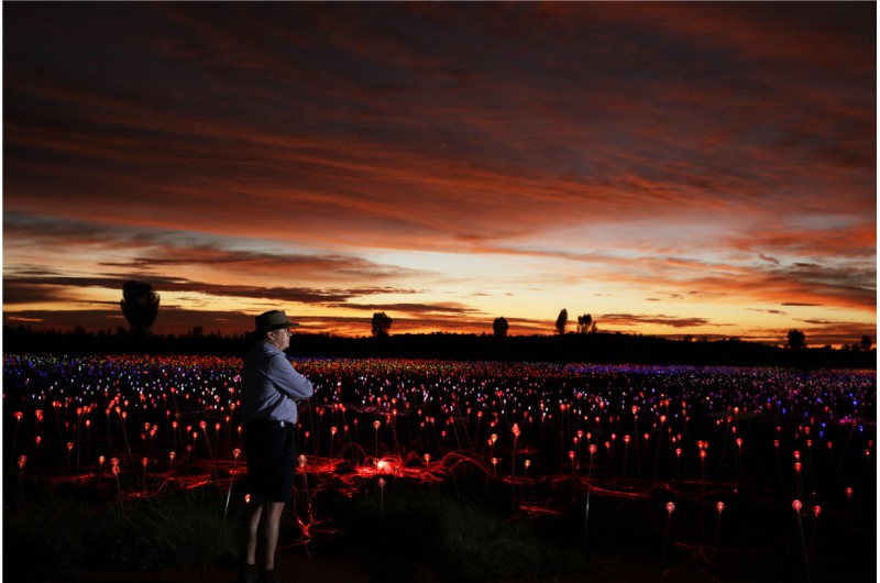 Tesselaar Tulip Festival and Dandenong Range 1-Day Tour